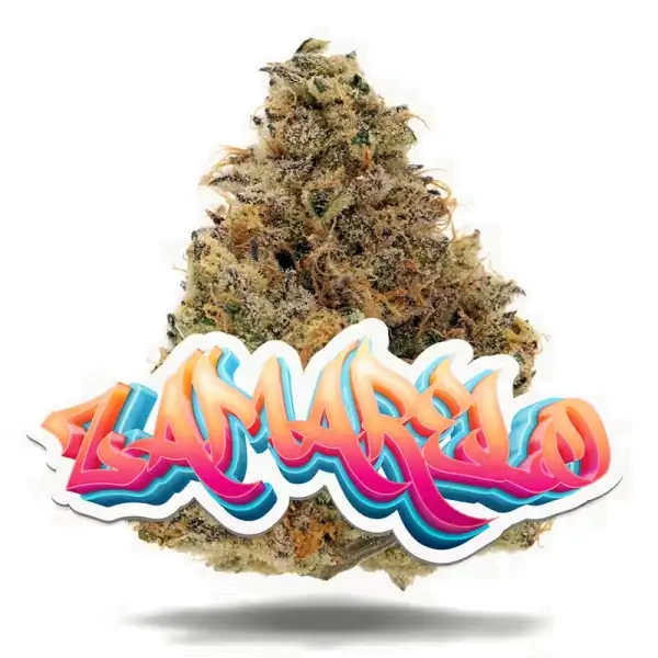 Zamarelo – 1-8 oz Premium Flower